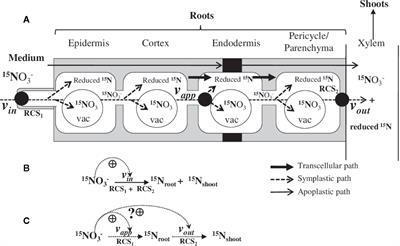 Combined Allosteric Responses Explain the Bifurcation in Non-Linear Dynamics of 15N Root Fluxes Under Nutritional Steady-State Conditions for Nitrate